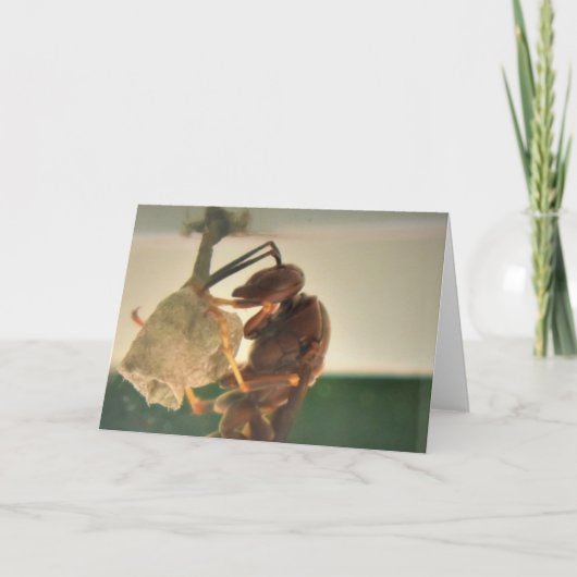 Hornet, kaart (Voorkant)