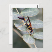 Hornet Photo Briefkaart (Voorkant / Achterkant)