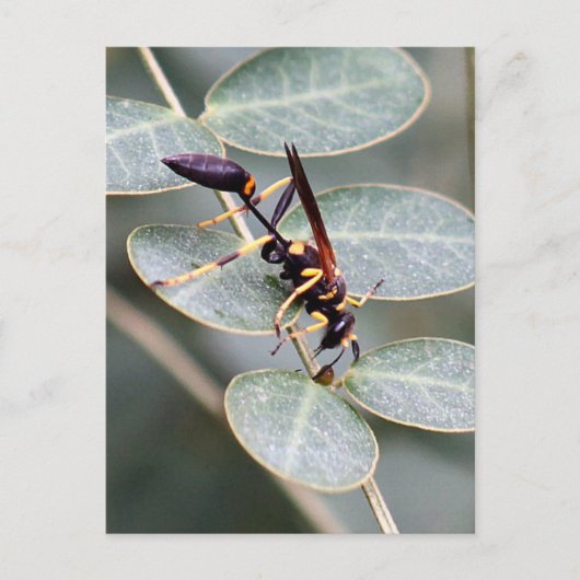 Hornet Photo Briefkaart (Voorkant)