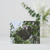 Hornetbijenkorven in de boom briefkaart (Staand voorkant)