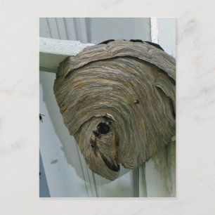 Hornets Nest Briefkaart