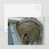 Hornets Nest Briefkaart (Voorkant / Achterkant)