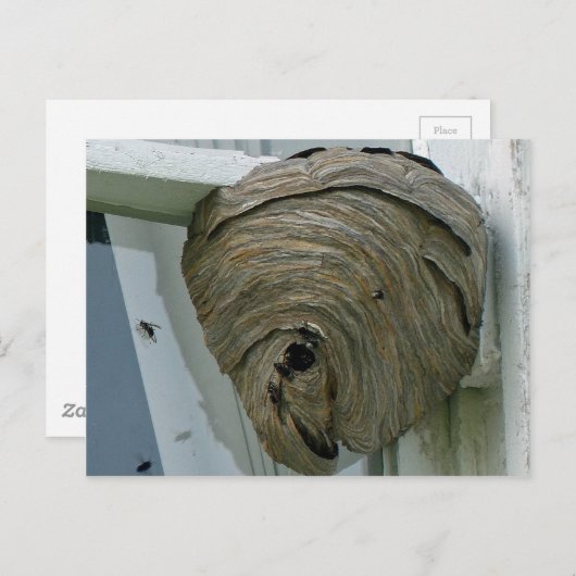 Hornets Nest Briefkaart (Voorkant / Achterkant)