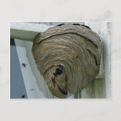 Hornets Nest Briefkaart (Voorkant)
