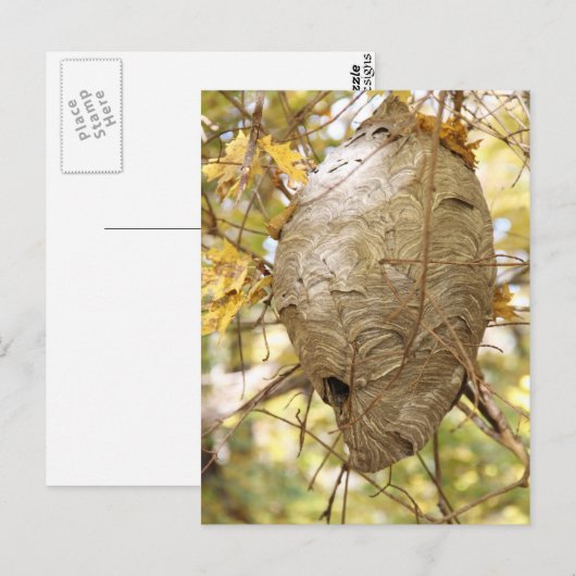 Hornets Nest Briefkaart (Voorkant / Achterkant)