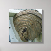 Hornets Nest Canvas Afdruk (Voorkant)