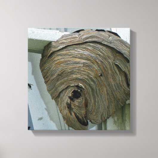 Hornets Nest Canvas Afdruk (Voorkant)