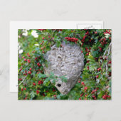 Hornets Nest Photo Briefkaart (Voorkant / Achterkant)