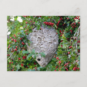 Hornets Nest Photo Briefkaart