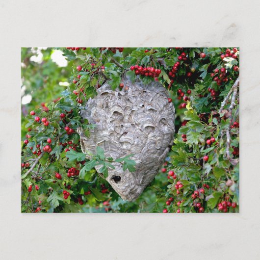 Hornets Nest Photo Briefkaart (Voorkant)