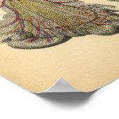 Horse Abdominal Anatomy 1908 Vintage Print (Hoek)