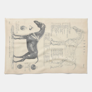 Horse Anatomy Tea Towel Theedoek