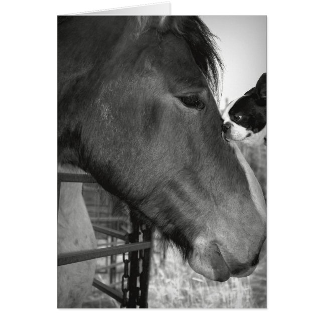 Horse and Boston Terrior (Voorkant)