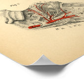 Horse Arteries Nerves Anatomy 1908  Print (Hoek)