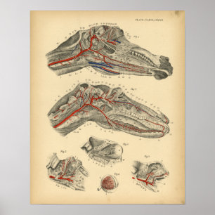 Horse Arteries Nerves Anatomy 1908  Print