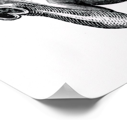 Horse Belly Anatomical Art Poster (Hoek)