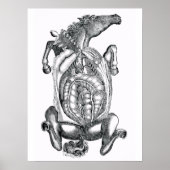 Horse Belly Anatomical Art Poster (Voorkant)