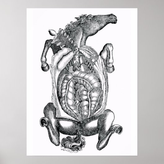 Horse Belly Anatomical Art Poster (Voorkant)