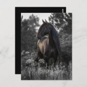 Horse Black White Photo Modern Briefkaart (Voorkant / Achterkant)