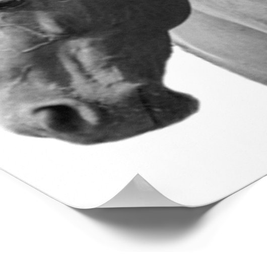 Horse Black White Style Modern Poster (Hoek)