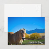 Horse Blue Sky en Montana Mountains Briefkaart (Voorkant / Achterkant)