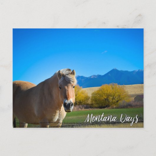Horse Blue Sky en Montana Mountains Briefkaart (Voorkant)