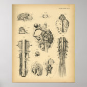 Horse Brain Nerve Anatomy 1908  Print (Voorkant)