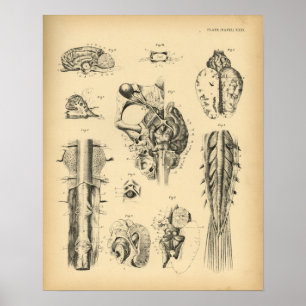 Horse Brain Nerve Anatomy 1908  Print