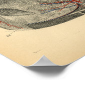 Horse Brain Spine Anatomy 1908  Print (Hoek)