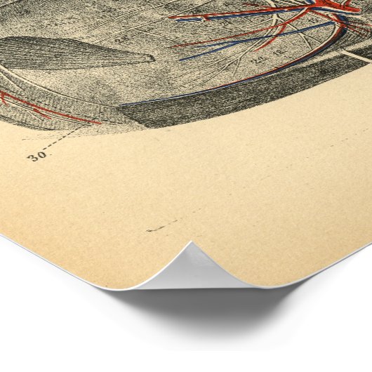 Horse Brain Spine Anatomy 1908  Print (Hoek)