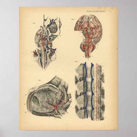 Horse Brain Spine Anatomy 1908  Print (Voorkant)