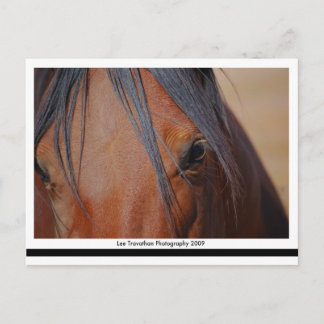 Horse Briefkaart - LT Print