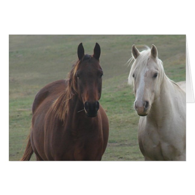 Horse Buddies (Voorkant Horizontaal)