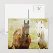 Horse Buddies Briefkaart (Voorkant / Achterkant)