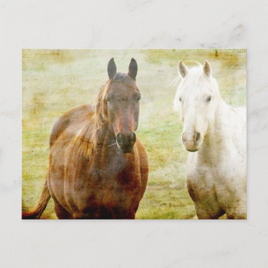 Horse Buddies Briefkaart (Voorkant)