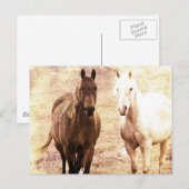 Horse Buddies Sepia Briefkaart (Voorkant / Achterkant)
