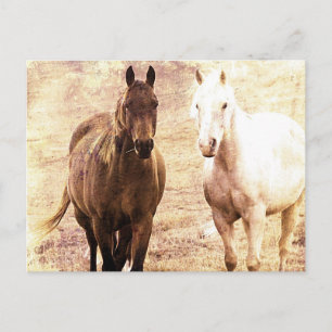 Horse Buddies Sepia Briefkaart