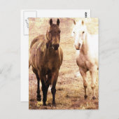 Horse Buddies Sepia Briefkaart (Voorkant / Achterkant)