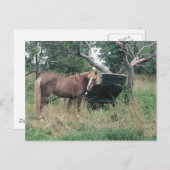 Horse Checking Old Buggy Briefkaart (Voorkant / Achterkant)