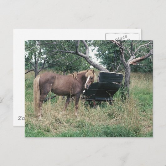 Horse Checking Old Buggy Briefkaart (Voorkant / Achterkant)