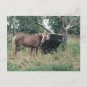 Horse Checking Old Buggy Briefkaart (Voorkant)