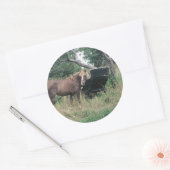 Horse Checking Old Buggy Ronde Sticker (Envelop)