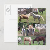 Horse Collage Briefkaart (Voorkant / Achterkant)
