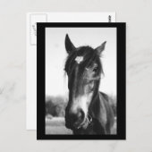 Horse, Dunwich, Engeland - Briefkaart (Voorkant / Achterkant)