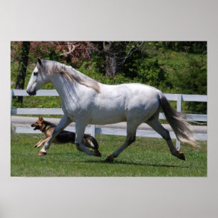 HORSE- EN DOG-POSTER POSTER