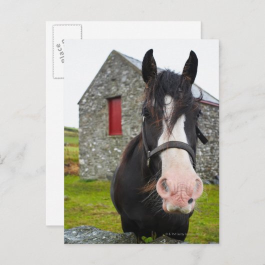 Horse en steenschuur op het platteland van Engelan Briefkaart (Voorkant / Achterkant)