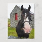 Horse en steenschuur op het platteland van Engelan Briefkaart (Voorkant)