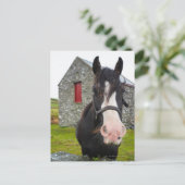 Horse en steenschuur op het platteland van Engelan Briefkaart (Staand voorkant)