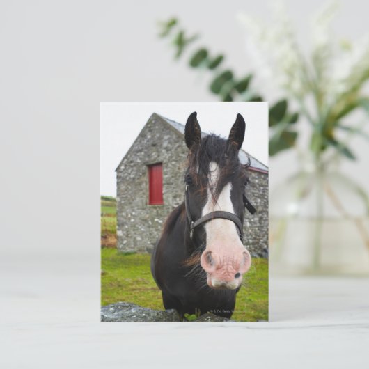 Horse en steenschuur op het platteland van Engelan Briefkaart (Staand voorkant)