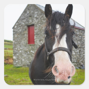 Horse en steenschuur op het platteland van Engelan Vierkante Sticker